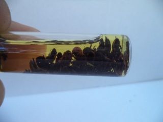 Odd Real LADY BUGS in a jar Taxidermy preserved wet specimen BUGS INSECTS 3