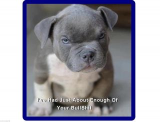 Funny Mad Pit Bull Terrier Puppy Refrigerator / Tool Box / Filing Cabinet Magnet