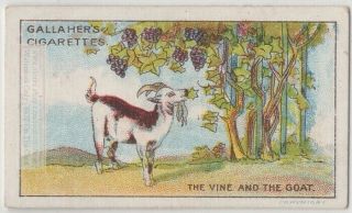 The Vine And The Goat Aesop 