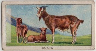 Pet Goat Care Housing Feeding 1920s Ad Trade Card
