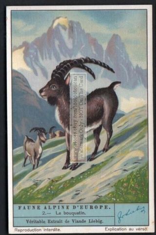 Alpine Ibex (capra Ibex),  Also Kn Alpine Mountain Wild Goat 1930s Trade Ad Card