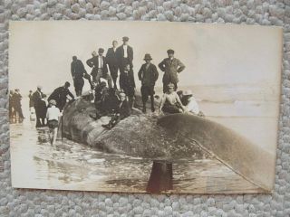 Rppc - Ocean City Nj - C1910 - Beached Whale - Curious Folks - Jersey - Real Photo