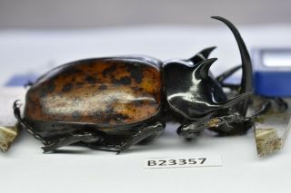 B23357 – Eupatorus Gracilicornis Ps.  Beetles,  Insects Dak Nong Vietnam 63mm
