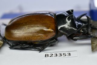 B23353 – Eupatorus Gracilicornis Ps.  Beetles,  Insects Dak Nong Vietnam 54mm
