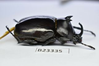 B23335 – Eupatorus Endoi Ps.  Beetles,  Insects Dak Nong Vietnam 46mm