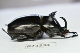 B23334 – Eupatorus Endoi Ps.  Beetles,  Insects Dak Nong Vietnam 46mm