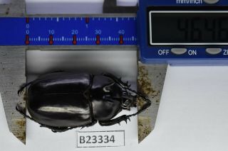 B23334 – EUPATORUS endoi PS.  Beetles,  insects DAK NONG vietnam 46mm 2