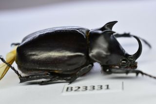 B23331 – Eupatorus Endoi Ps.  Beetles,  Insects Dak Nong Vietnam 46mm