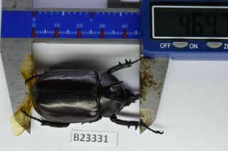 B23331 – EUPATORUS endoi PS.  Beetles,  insects DAK NONG vietnam 46mm 2