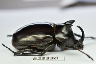 B23330 – Eupatorus Endoi Ps.  Beetles,  Insects Dak Nong Vietnam 47mm