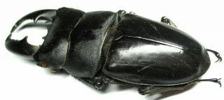 j002 EL : Lucanidae: Dorcus titanus imperialis male 87.  5mm 2