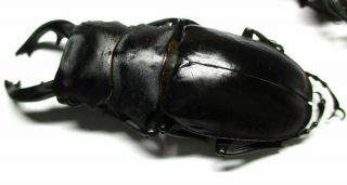 i001 EL : Lucanidae: Odontolabis alces male 85mm MESODONTE 2