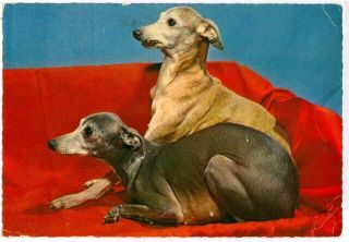 Vintage Oversize Photo Postcard Pc 2 Italian Greyhound Dogs Netherlands 1948