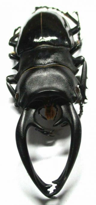 K001 Pa : Lucanidae: Odontolabis Intermedius Male 81mm