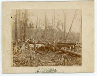 African Americans Logging With Oxen Circa 1900