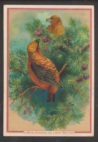 C8405 Victorian Xmas Card: Birds In Fir Tree
