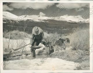 1937 Gold Prospector & Dog Pans Gold In Colorado Rocky Mountains Press Photo