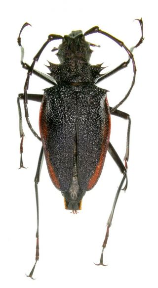 Insect Beetle Cerambycidae Prioninae Psalidognathus Sp 40 Mm Peru