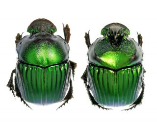 Insect Beetle Scarabaeidae Scarabaeinae Phanaeus Lunaris P Peru