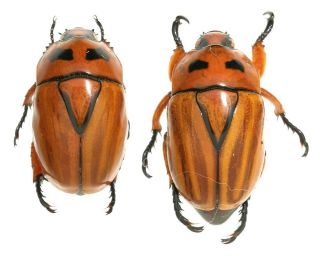 Insect Beetle Scarabaeidae Rutelinae 2 Macraspis Spp,  20,  19 Mm Peru
