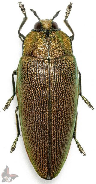 Steraspis Sp.  - Reddish Color,  From Tanzania,  Unmounted Beetle