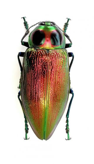 Insect Beetle Buprestidae Euchroma Gigantea 61 Mm Peru
