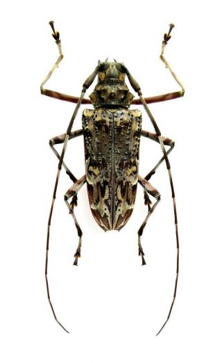 Insect Beetle Cerambycidae Sp.  38 Mm Rare Peru