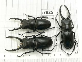 K7825 Unmounted Beetle Cerambycidae Rutelinae Cetoniinae Lucanidae Vn