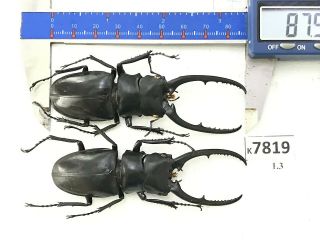 K7819 Unmounted Beetle Cerambycidae Rutelinae Cetoniinae Lucanidae Vn