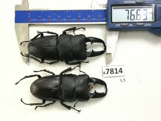 K7814 Unmounted Beetle Cerambycidae Rutelinae Cetoniinae Lucanidae Vn