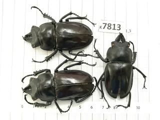 K7813 Unmounted Beetle Cerambycidae Rutelinae Cetoniinae Lucanidae Vn