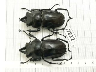 K7812 Unmounted Beetle Cerambycidae Rutelinae Cetoniinae Lucanidae Vn
