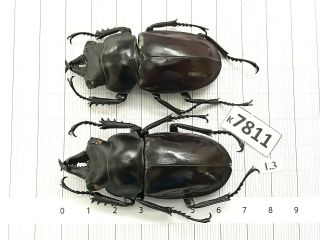 K7811 Unmounted Beetle Cerambycidae Rutelinae Cetoniinae Lucanidae Vn