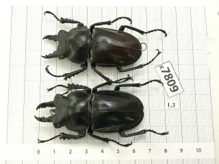 K7809 Unmounted Beetle Cerambycidae Rutelinae Cetoniinae Lucanidae Vn