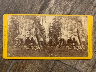 California Stereoview Mother Of The Forest Calaveras Co By Soule 1871