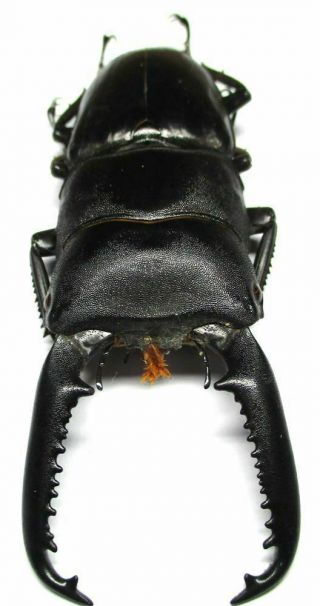H003 Pa : Lucanidae: Dorcus Titanus Palawanicus Male 81mm