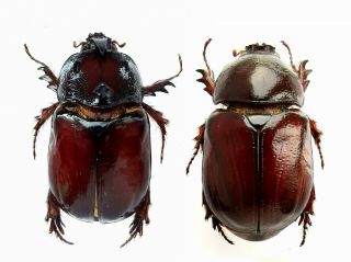 Insect Beetles Scarabaeidae Dynastinae Dipelicus Fastigatoides 26 Mm P Wetar Is