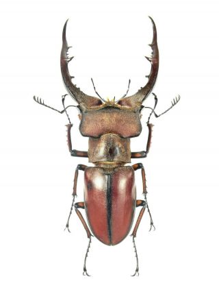 Insect Beetles Lucanidae Lucanus Luci 65 Mm Vietnam