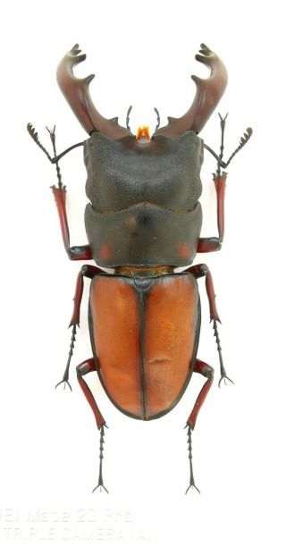 Insect Beetles Lucanidae Prosopocoilus Mirabilis 64 Mm Tanzania