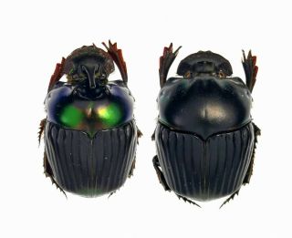 Insect Beetles Scarabaeidae Scarabaeinae Sp.  Peru