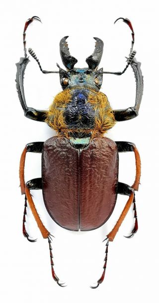 Insect Beetles Lucanidae Sphaenognathus Xerophilus 30 Mm Peru
