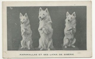Russian Samoyed Circus Dogs 1910 