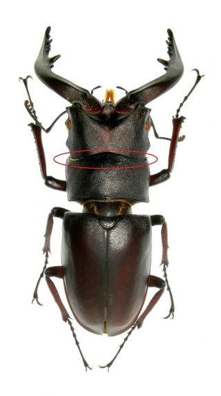 Insect Beetles Lucanidae Prosopocoilus Inclinatus 59 Mm Japan