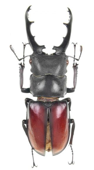 Insect Beetles Lucanidae Hexarthrius Vitalisi Tsukamotoi 79 Mm China
