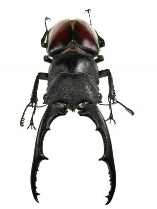 Insect Beetles Lucanidae Hexarthrius vitalisi tsukamotoi 79 mm China 2
