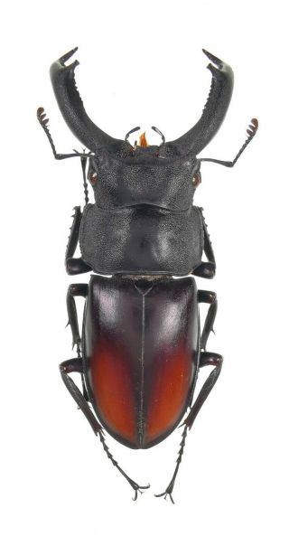 Insect Beetles Lucanidae Yumikoi Makii 58 Mm Vietnam