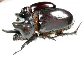 Insect Beetles Scarabaeidae Dynastinae Strategus Aloeus P 47,  40 Mm Mexico