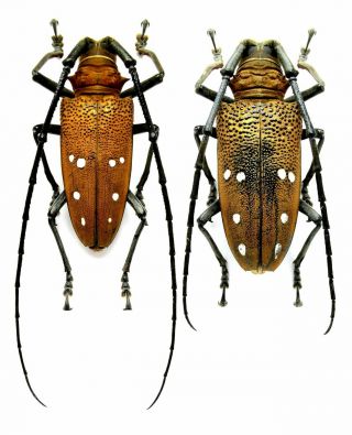 Insect Beetles Cerambycidae Batocera Sp.  P Indonesia Waiego Is