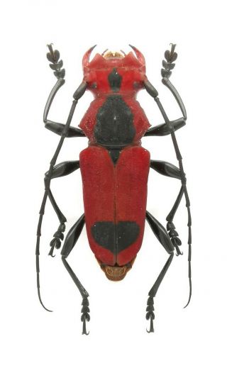 Insect Beetles Cerambycidae Euryphagus Pictus 30 Mm Philippines