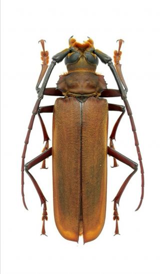 Insect Beetles Cerambycidae Prioninae Orthomegas Sp 56 Mm Peru